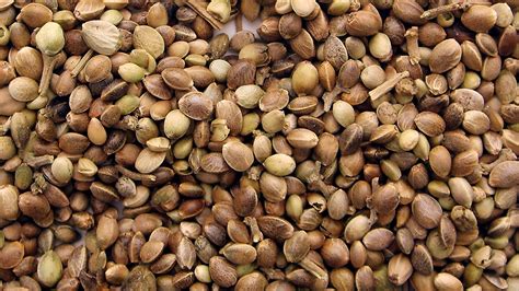 weed seed.